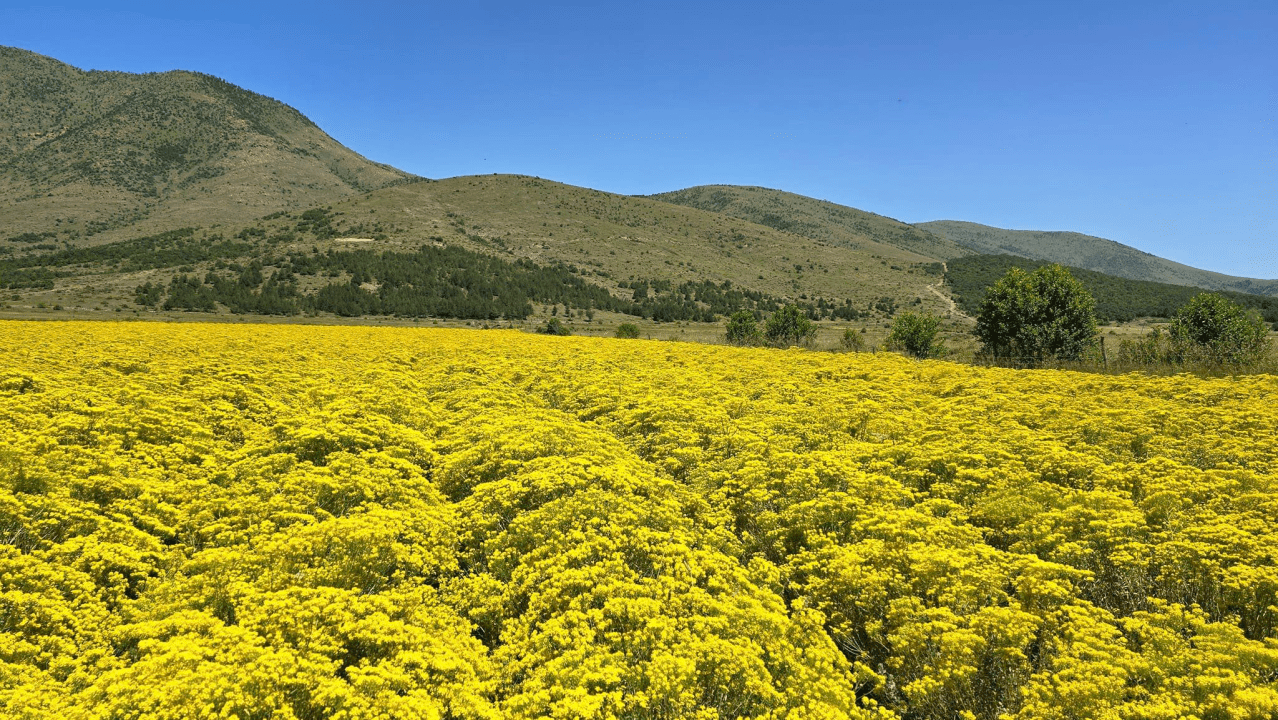 Blooming Batteries: How an Albanian Farm is Harvesting Nickel for EVs